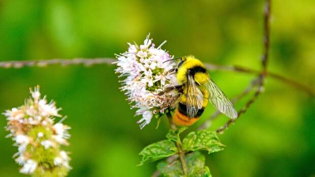 Биологи: пчелы выбирают цветы так же, как люди — рестораны