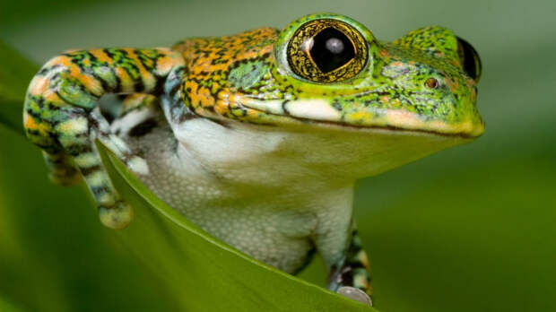 Притча о глухой лягушке