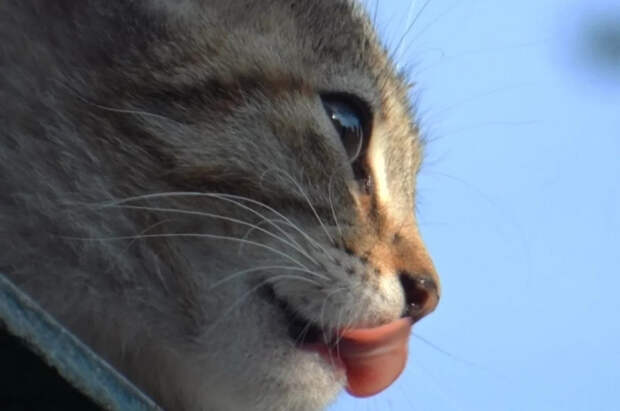 В Китае женщина потратила $1,3 тыс. на поиски кошки, которая не терялась