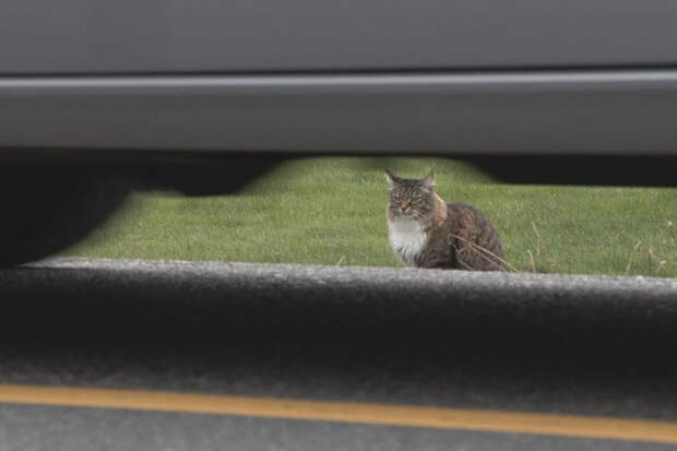 CTV: канадский кот Луи незаконно нарушает границу с США, перепрыгивая через ров
