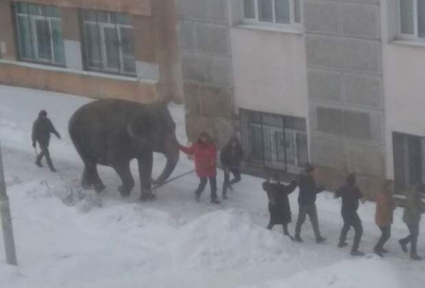 Сегодня на улицах Екатеринбурга можно было встретить необычных прохожих: из городского цирка сбежали слоны. Два слона спокойно прохаживались по улицам