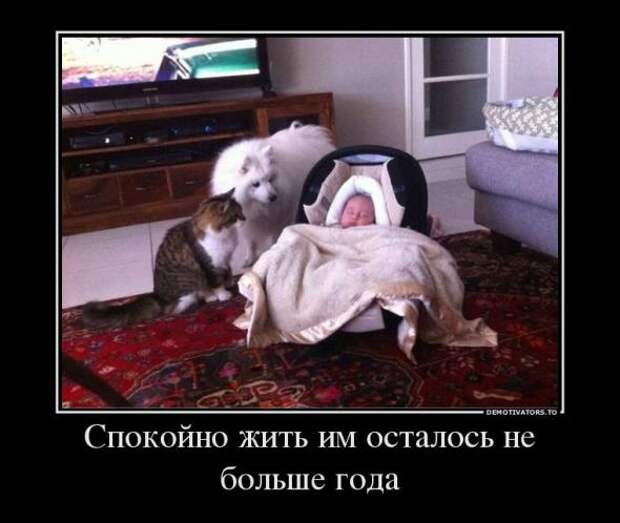 Немного новых демотиваторов