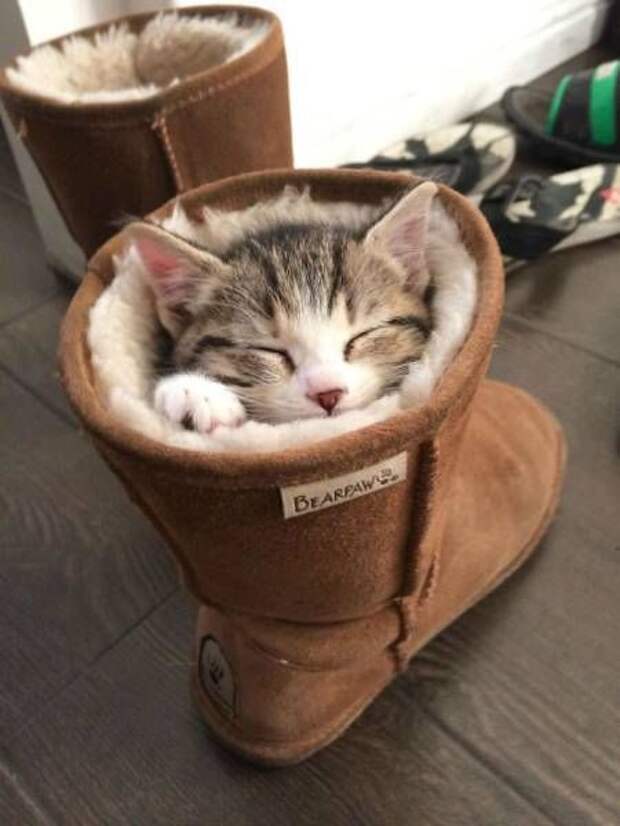 Главное, чтобы котам было удобно (33 фото)