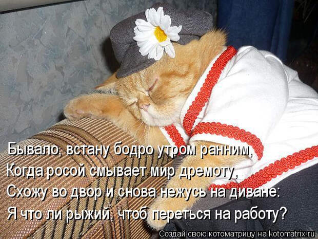 kotomatritsa_IQ (640x480, 352Kb)