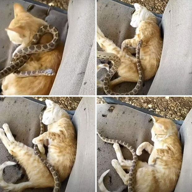 Сонный кот обнял подброшенную ему змею. Изображение: кадр из видео