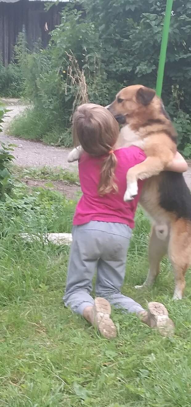 В Вышнем Волочке бездомных пес спас ребенка. Ценой собственной жизни.