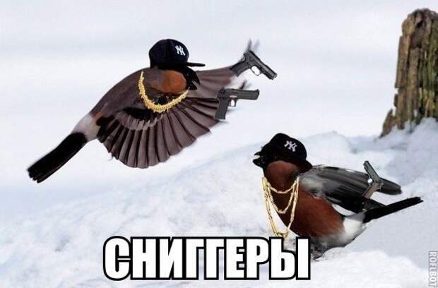Картинки со смешными подписями