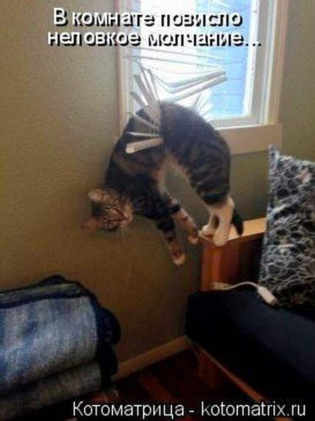Котоматрицы(картинки с надписями)