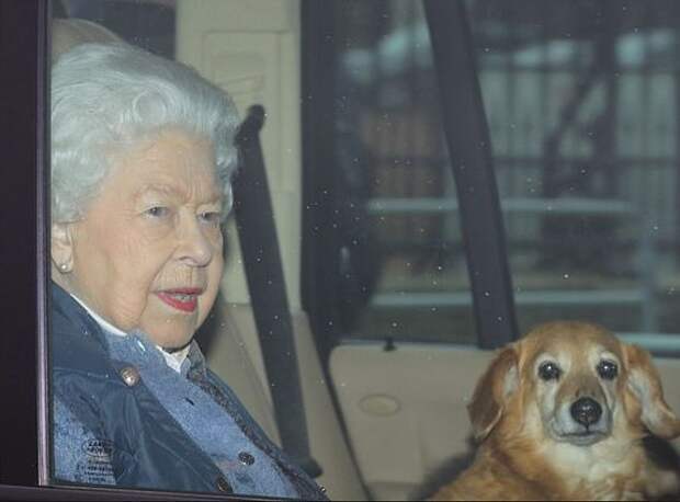 Британская королева купила щенка корги по интернету