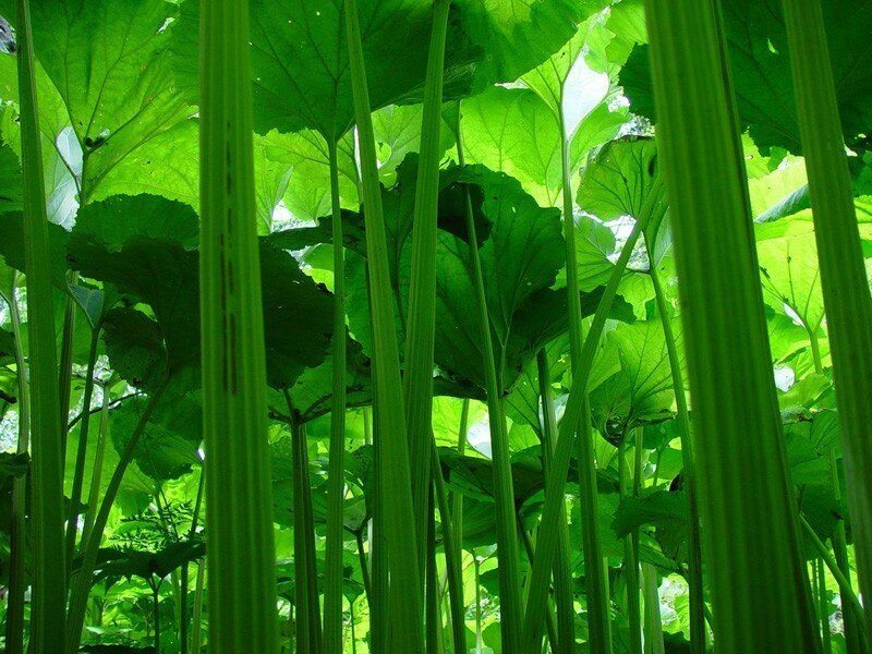 Вкуснейшие блюда из разных уголков России