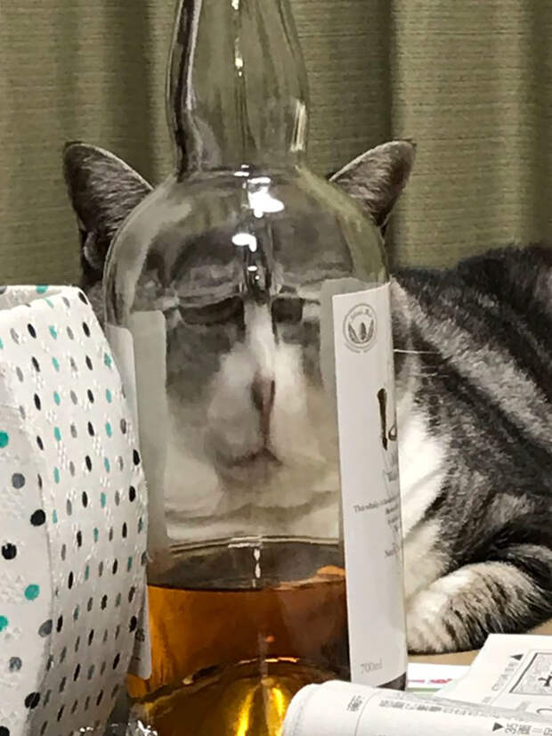 12 угарных животных, которых хозяева сфоткали через искаженные стекла