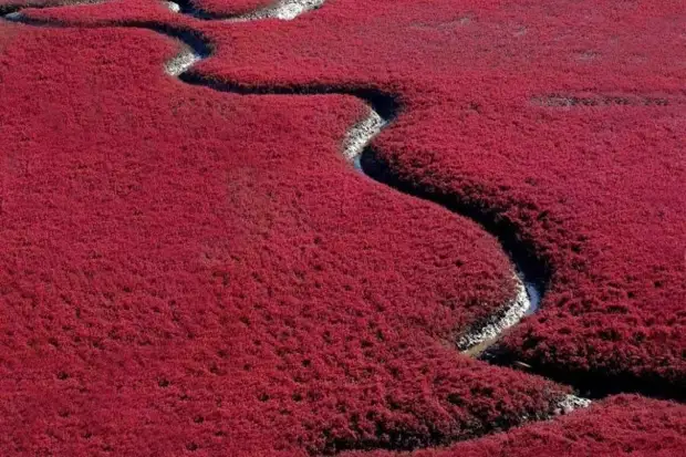 Красный пляж Паньцзинь на реке Ляохэ