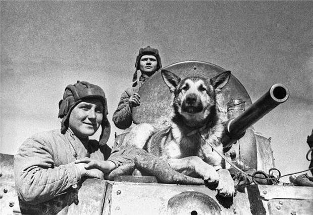 Овчарка. Отважный воин и верный друг