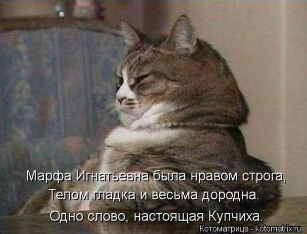 Лучшие котоматрицы за неделю