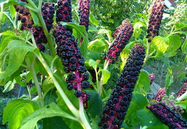 Картинки по запросу растение с черными ягодами