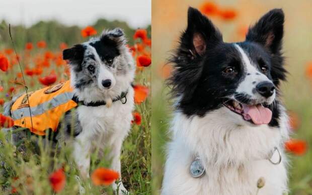 В Псковской области неизвестный расстрелял собак-спасателей «Лиза Алерт»