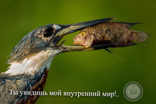 Внутренний мир