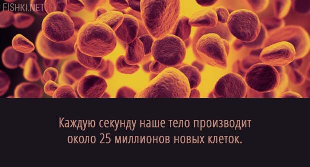 20 суперспособностей, которые есть у каждого анатомия, факты, человек