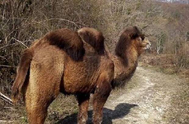 В Сочи ищут потеряшку-верблюдицу: сбежала с другим верблюдом из зоопарка
