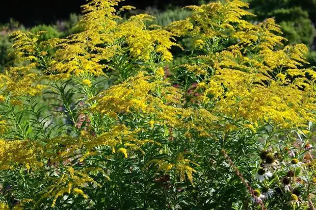 Золотарник канадский трава. Золотарник канадский. Золотарник канадский голден. Золотарник канадский. Золотарник золотые стрелы.