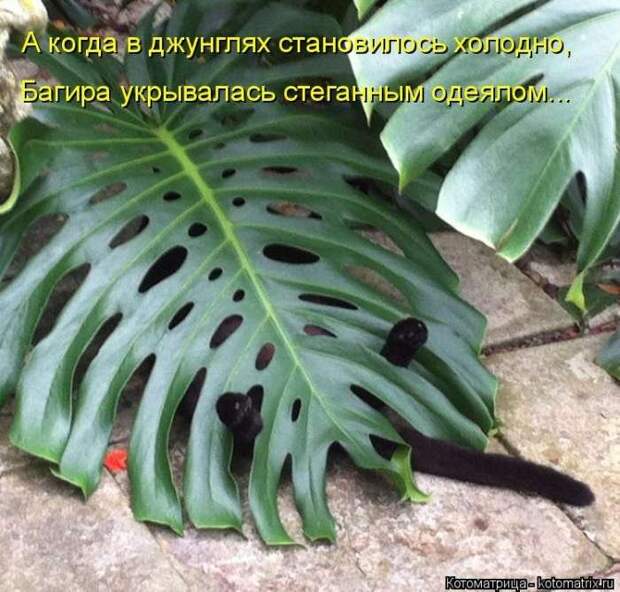 Выпуск 272: Красочные и улыбающие котоматрицы (30 фото) Выпуск 272: Красочные и улыбающие котоматрицы (30 фото)