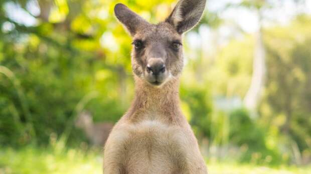 Man Goes Viral For Filming Himself Fighting Off Kangaroo That Was Drowning His Dog