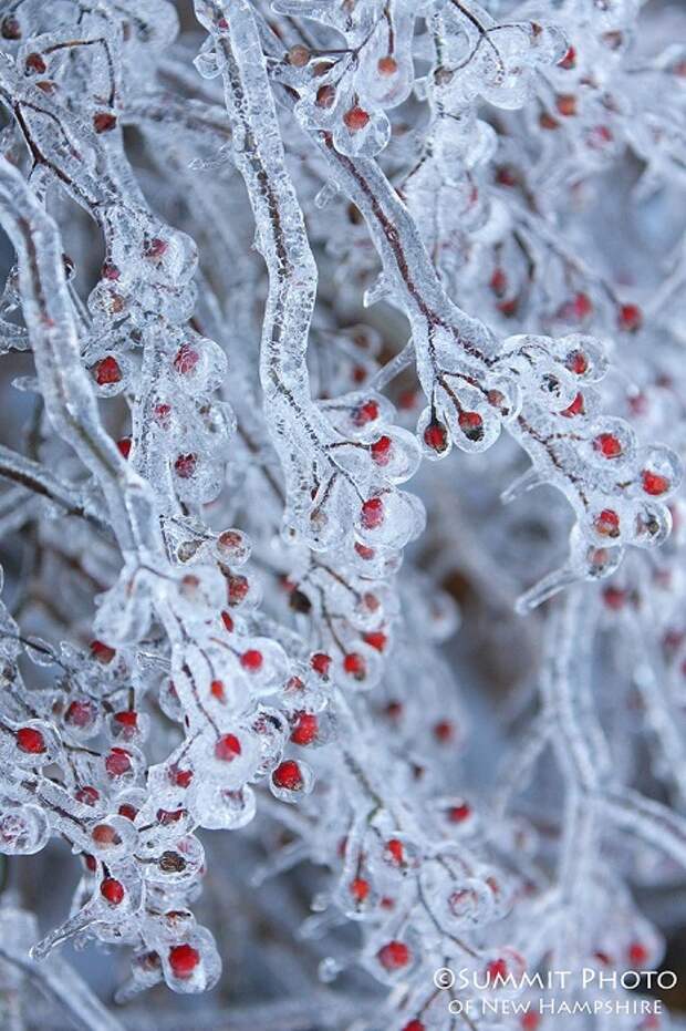 Оледеневшие ягоды в холодной оболочке. Автор фотографии: Matt Stearns.