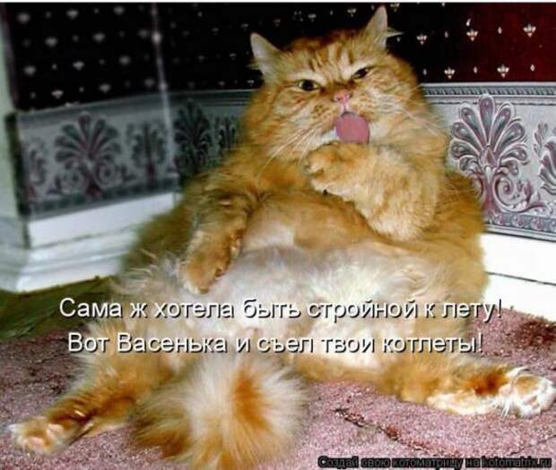 Котоматрицы(картинки с надписями)