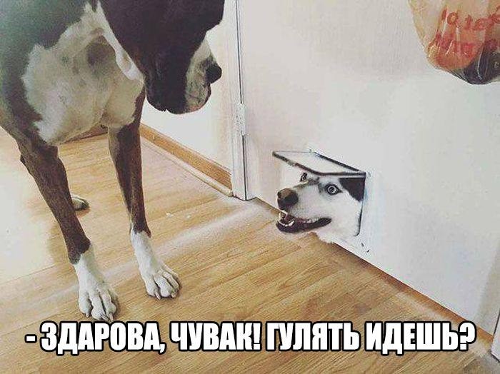 Смешные картинки с надписями приколы, фото, юмор