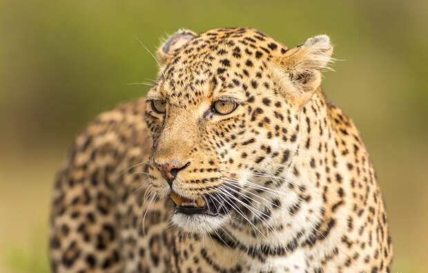 Леопард: jaguar, животные, леопард, отличия