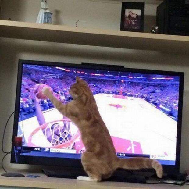 Прикольные котики коты, прикол, фото