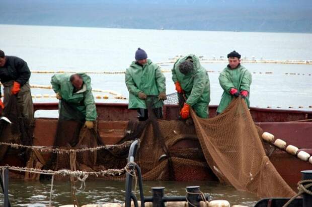 Более 300 тысяч тонн минтая добыли рыбаки Камчатки в Охотоморскую путину