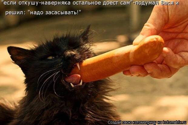 Лучшие котоматрицы недели