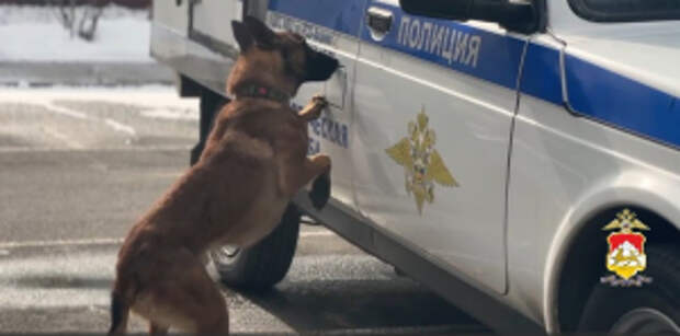 В Северной Осетии полицейские организовали экскурсию для школьников в Центр кинологической службы МВД по РСО-Алания, где познакомили ребят с профессией кинолога