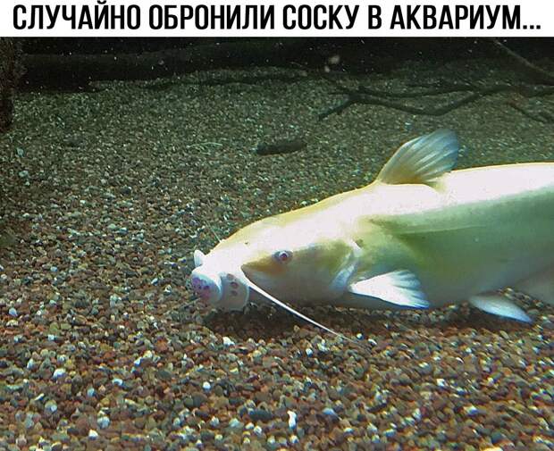 Забавные картинки с надписью со смыслом (11 фото) Забавные картинки с надписью со смыслом (11 фото)