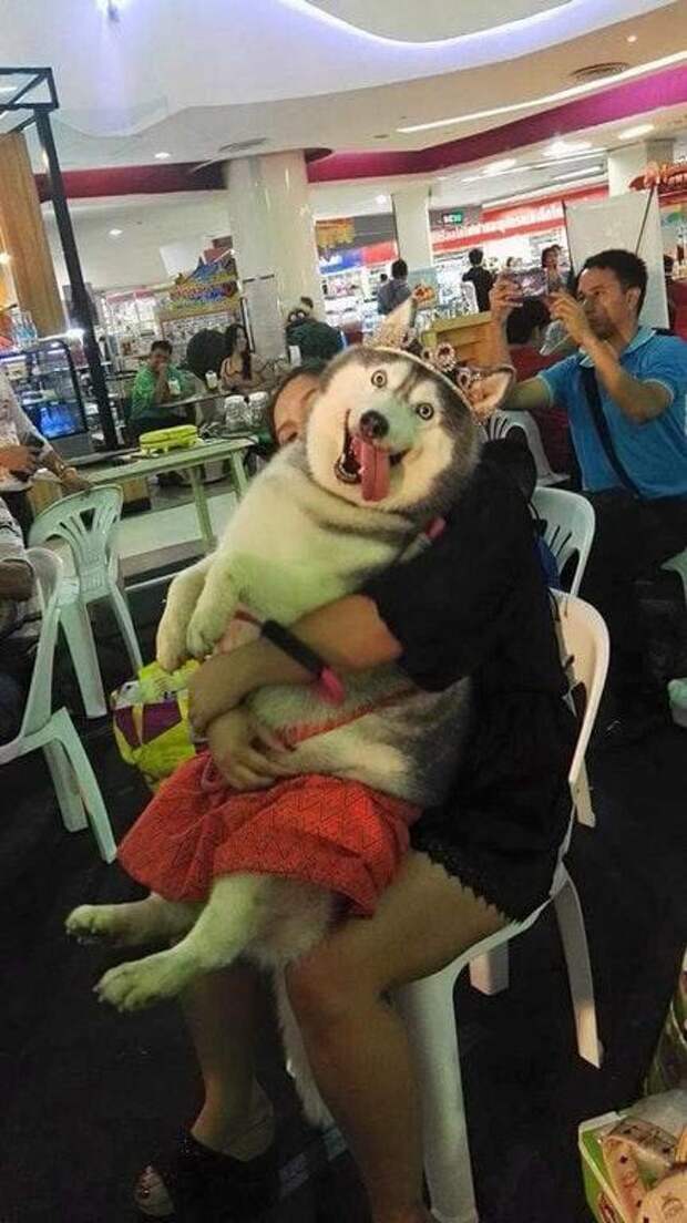 Это не домашние питомцы, а сплошной источник смеха!