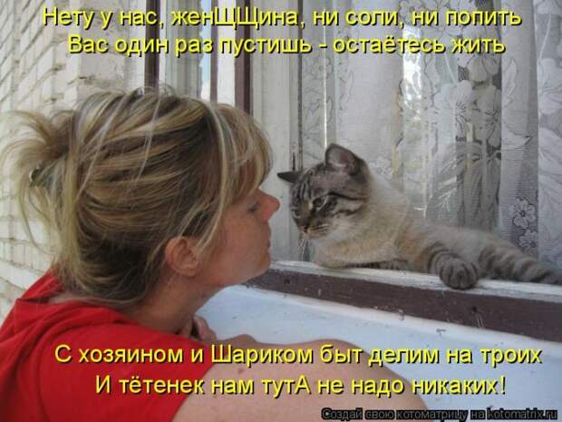 Лучшие котоматрицы недели (50 фото)
