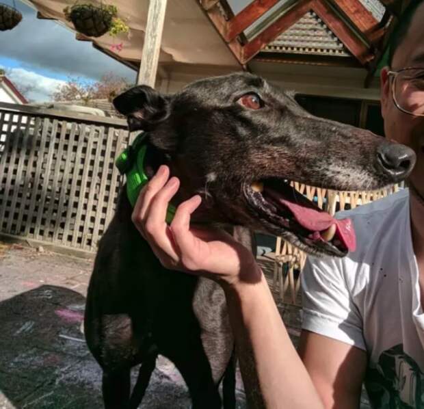 пес показывает зубы