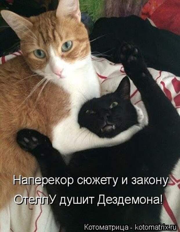 1414748312_kotomatricy-17