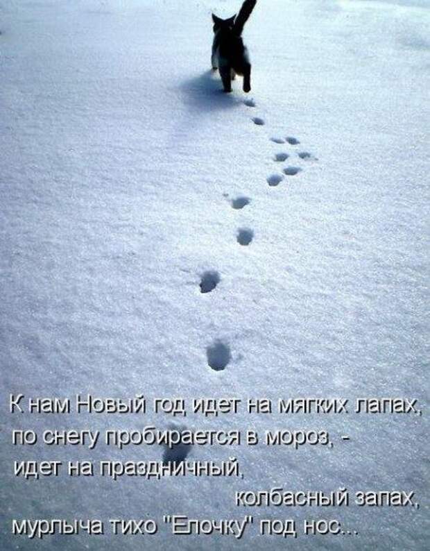 Котоматрицы на Новый год