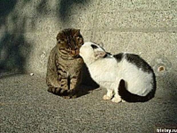Кошки и Котята 122