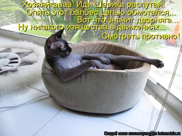 Лучшие котоматрицы недели (50 фото) Лучшие котоматрицы недели (50 фото)