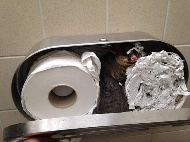 И пару милых зверьков - опоссум свил гнездо в туалетной бумаге
