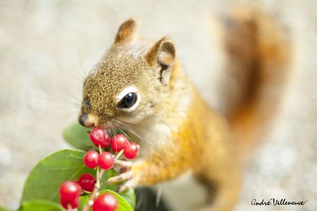 Фотография забавная жизнь белок Andre Villeneuve Фотография забавная жизнь белок Andre Villeneuve
