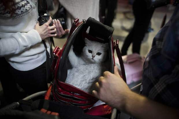 Кошка в сумке