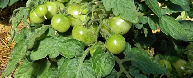 Грядка-короб: находка для дачников