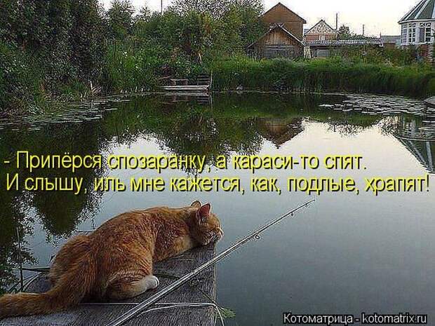 Лучшие котоматрицы недели Лучшие котоматрицы недели