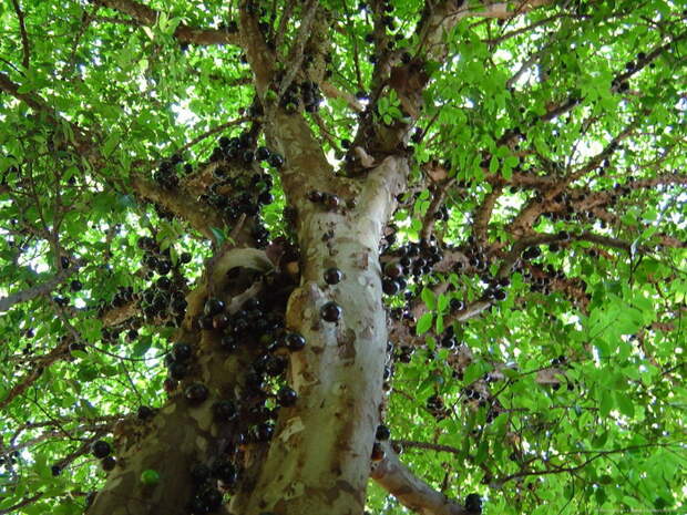 виноградное дерево фото