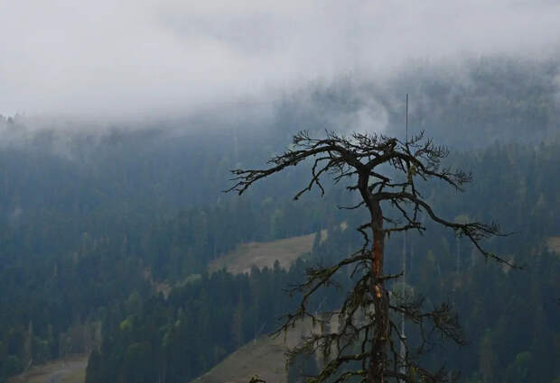 Мембрана не всесильна: Олег Тайга рассказал о роковой ошибке семьи Усольцевых