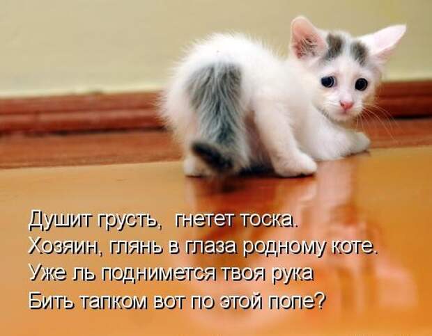 Усатый и хвостатый (котоматрица)